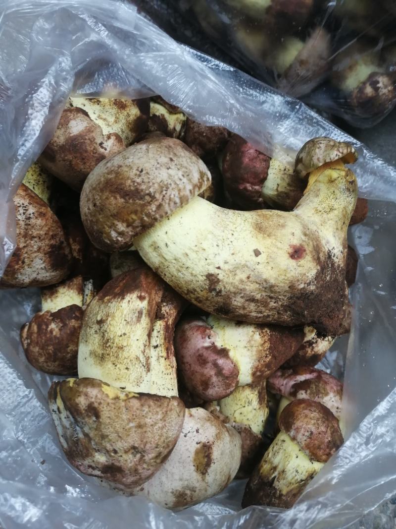 大量野生菌鸡枞菌牛干菌葱菌黑见伞塔菇全国包邮