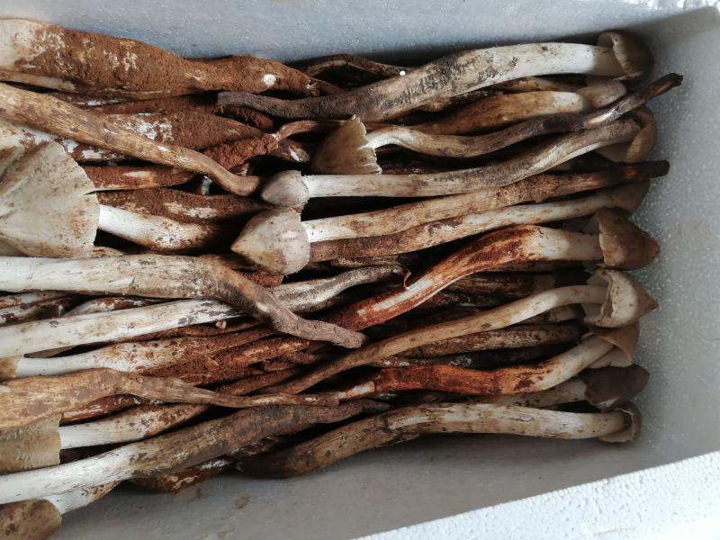 大量野生菌鸡枞菌牛干菌葱菌黑见伞塔菇全国包邮