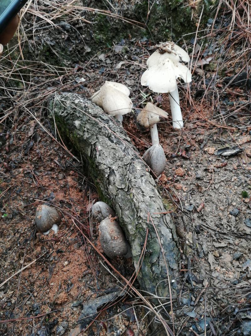 大量野生菌鸡枞菌牛干菌葱菌黑见伞塔菇全国包邮