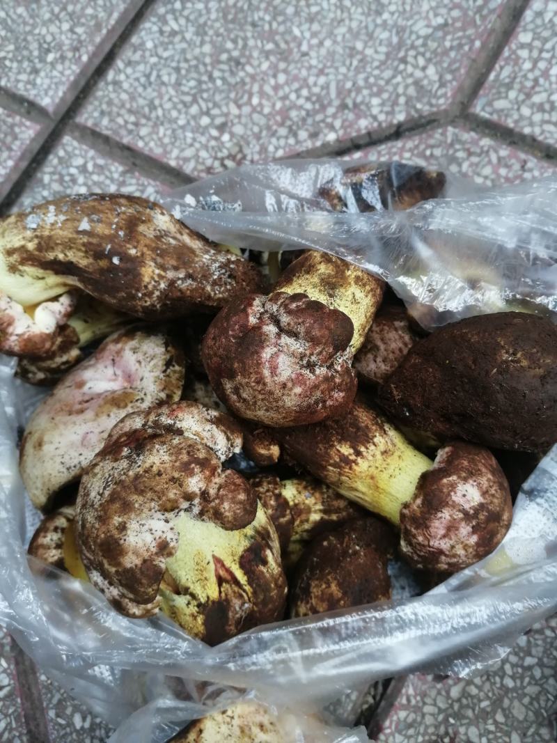 大量野生菌鸡枞菌牛干菌葱菌黑见伞塔菇全国包邮