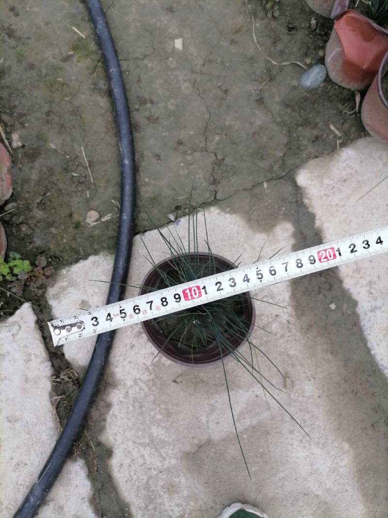 灯芯草又名灯心草，灯芯草杯苗价格，双色杯小苗图片