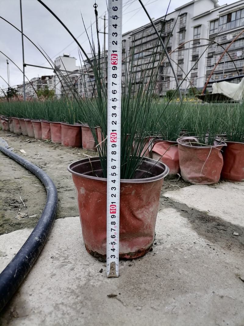 灯芯草又名灯心草，灯芯草杯苗价格，双色杯小苗图片
