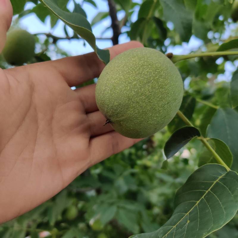 青皮核桃（新疆8518纸皮核桃）