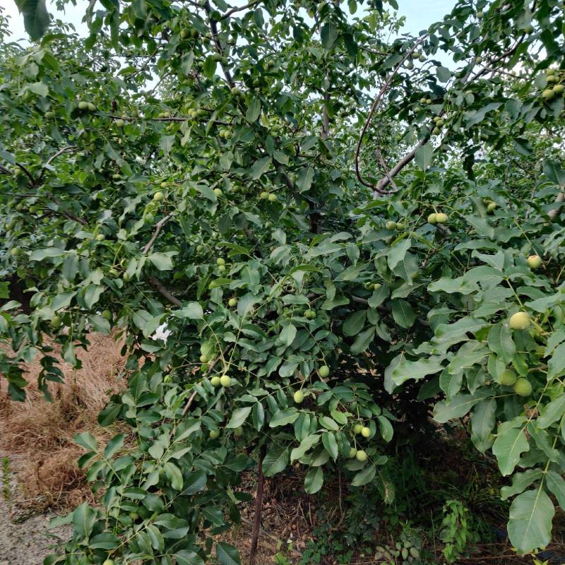 青皮核桃（新疆8518纸皮核桃）