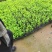 矮化樱桃组培苗已经练苗移栽正是季节旺运苗木组培中心