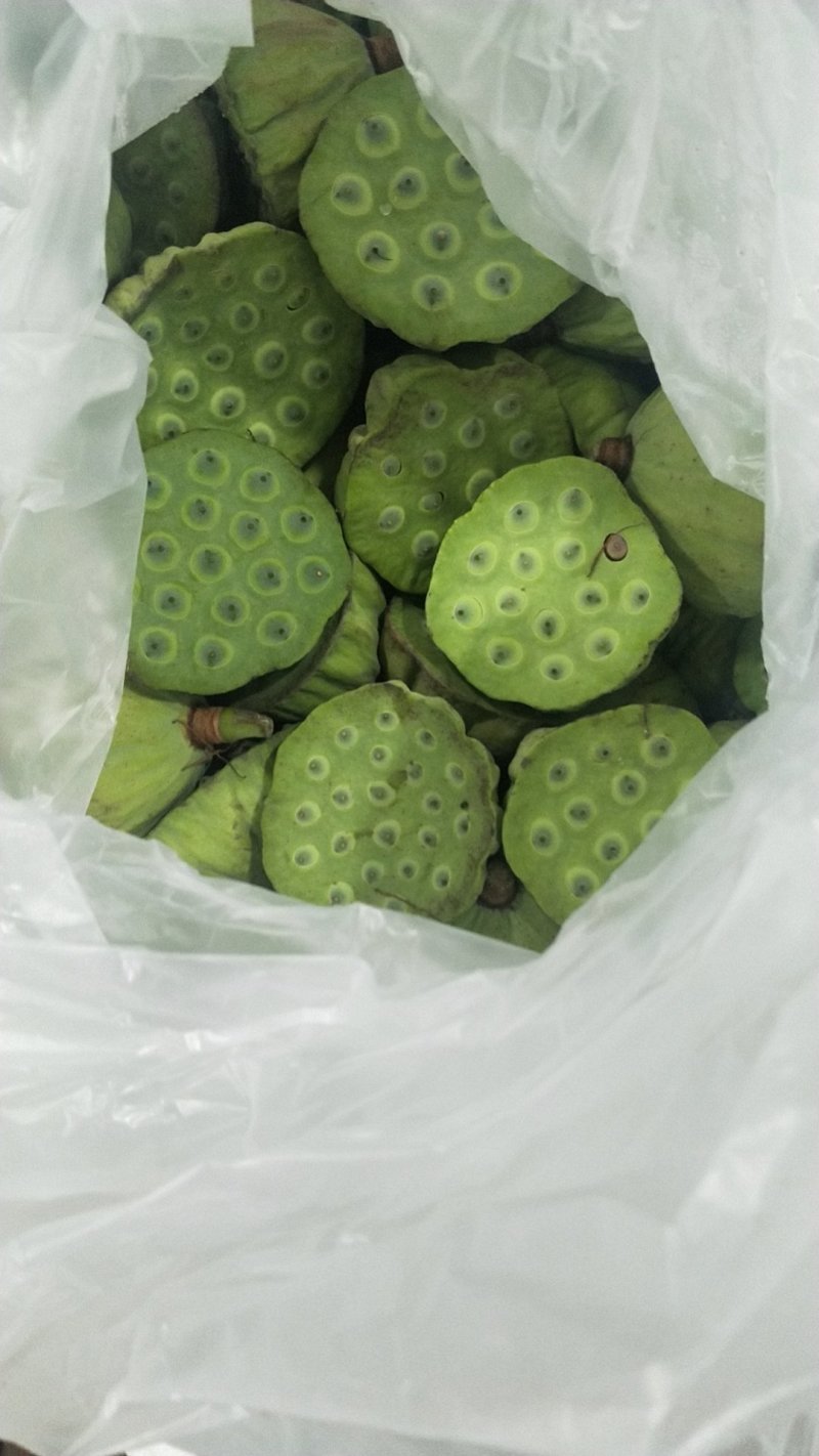 花莲子（草莲子）