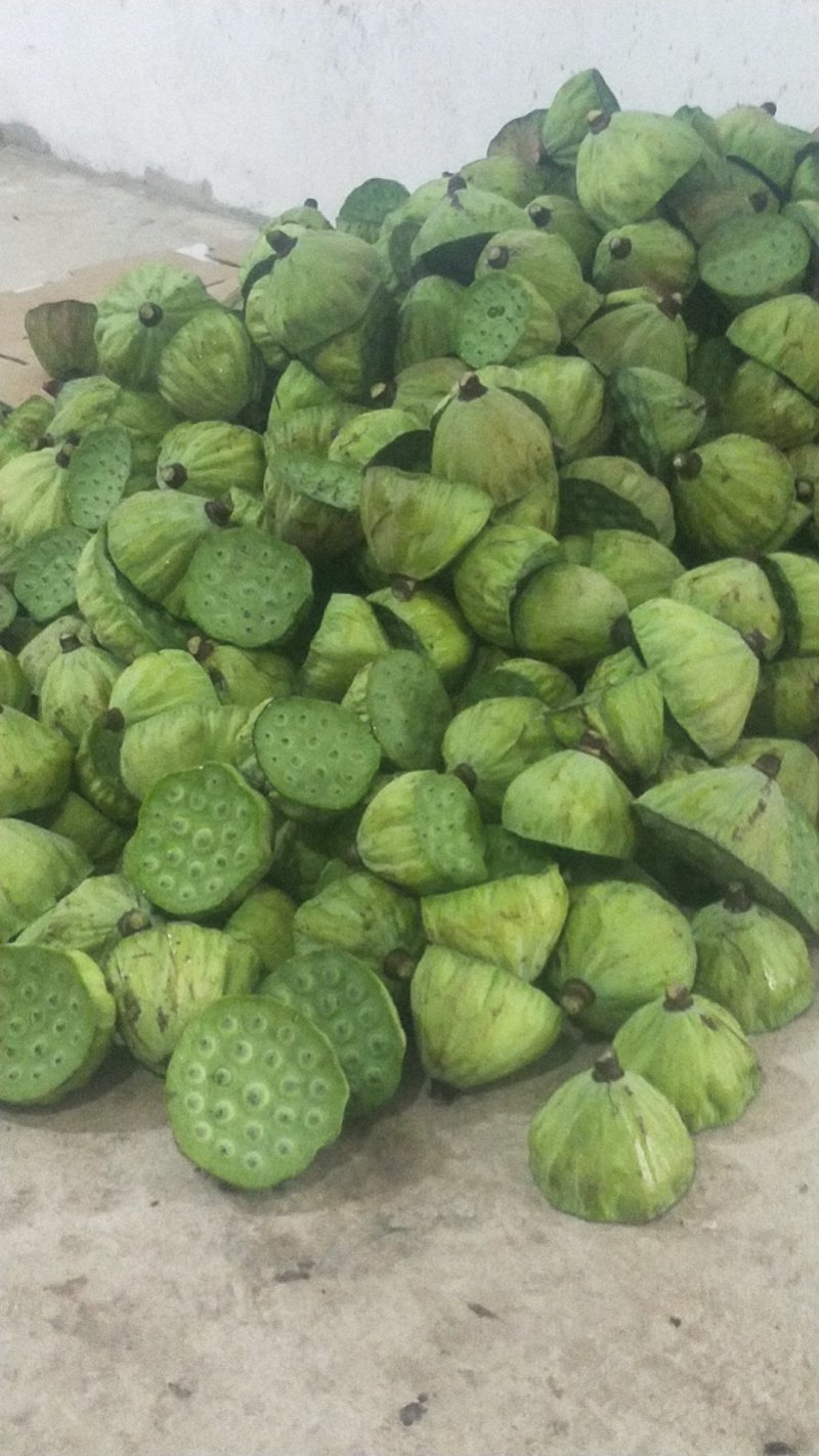 花莲子（草莲子）