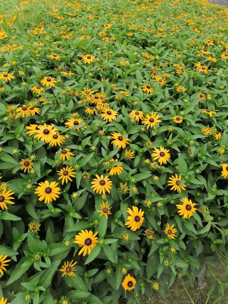黑心金光菊基地图片，黑心金光菊价格多少，