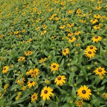 黑心金光菊基地图片，黑心金光菊价格多少，