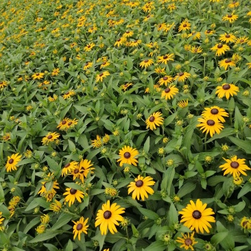 黑心金光菊基地图片，黑心金光菊价格多少，