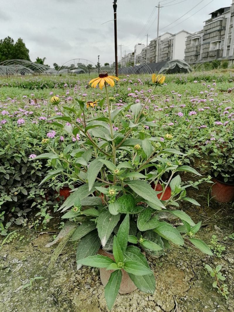 黑心金光菊基地图片，黑心金光菊价格多少，
