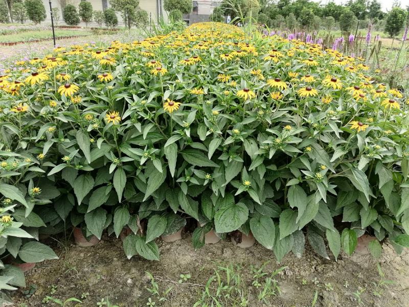 黑心金光菊基地图片，黑心金光菊价格多少，