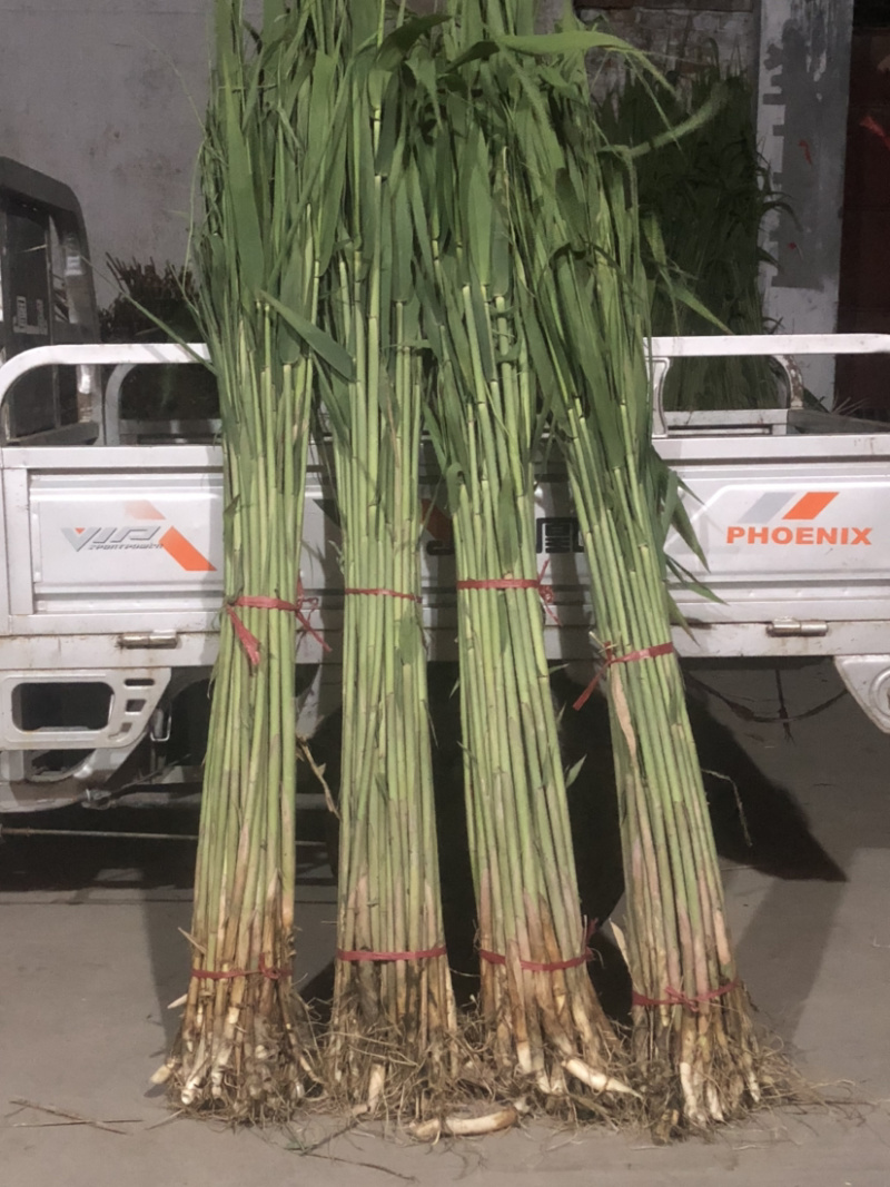 芦苇苗河道湿地工程绿化专用苗