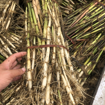 芦苇苗河道湿地工程绿化专用苗