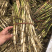 芦苇苗河道湿地工程绿化专用苗