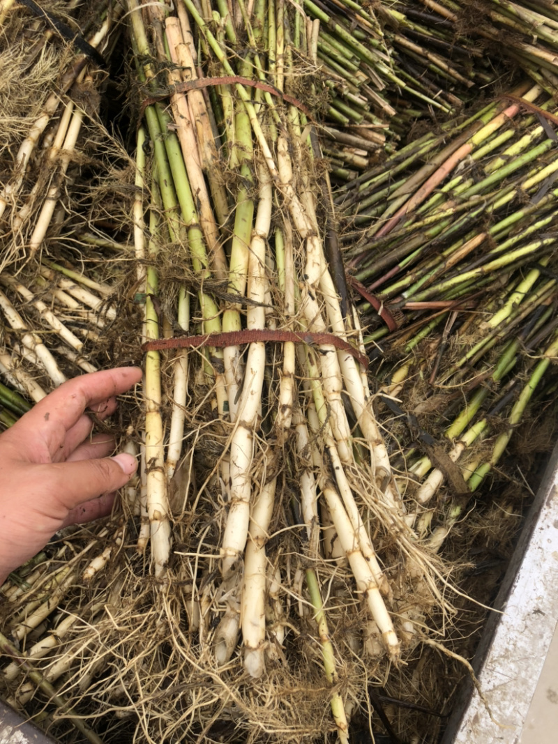 芦苇苗河道湿地工程绿化专用苗