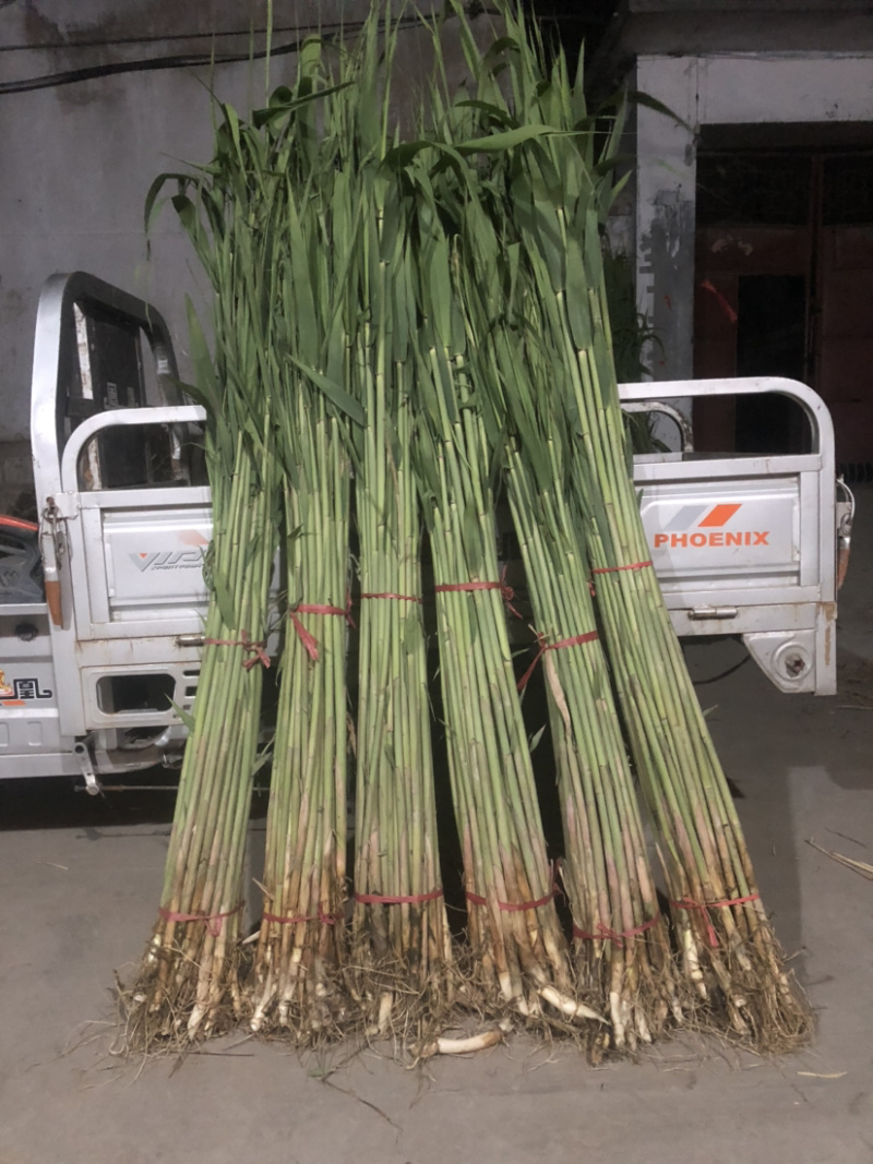 芦苇苗河道湿地工程绿化专用苗
