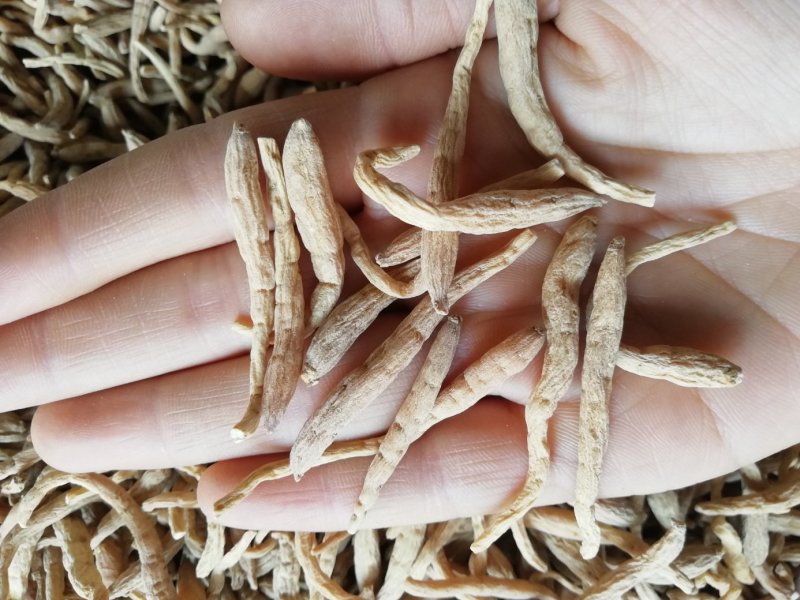 太子参孩儿参水洗无硫量大从优保证质量可打粉
