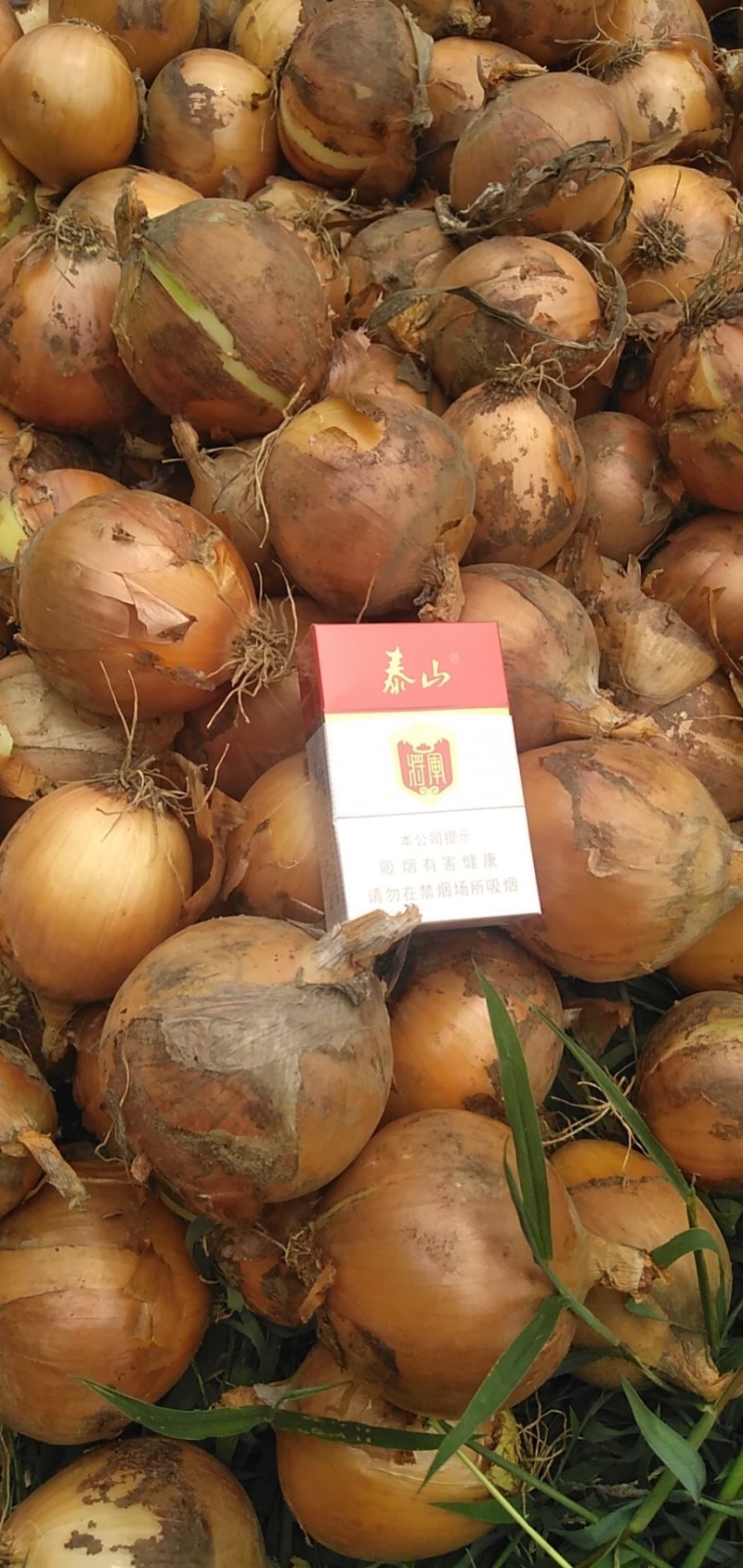 山东省红叶三号小洋葱大量供应，加工厂洋葱，云南边贸洋葱