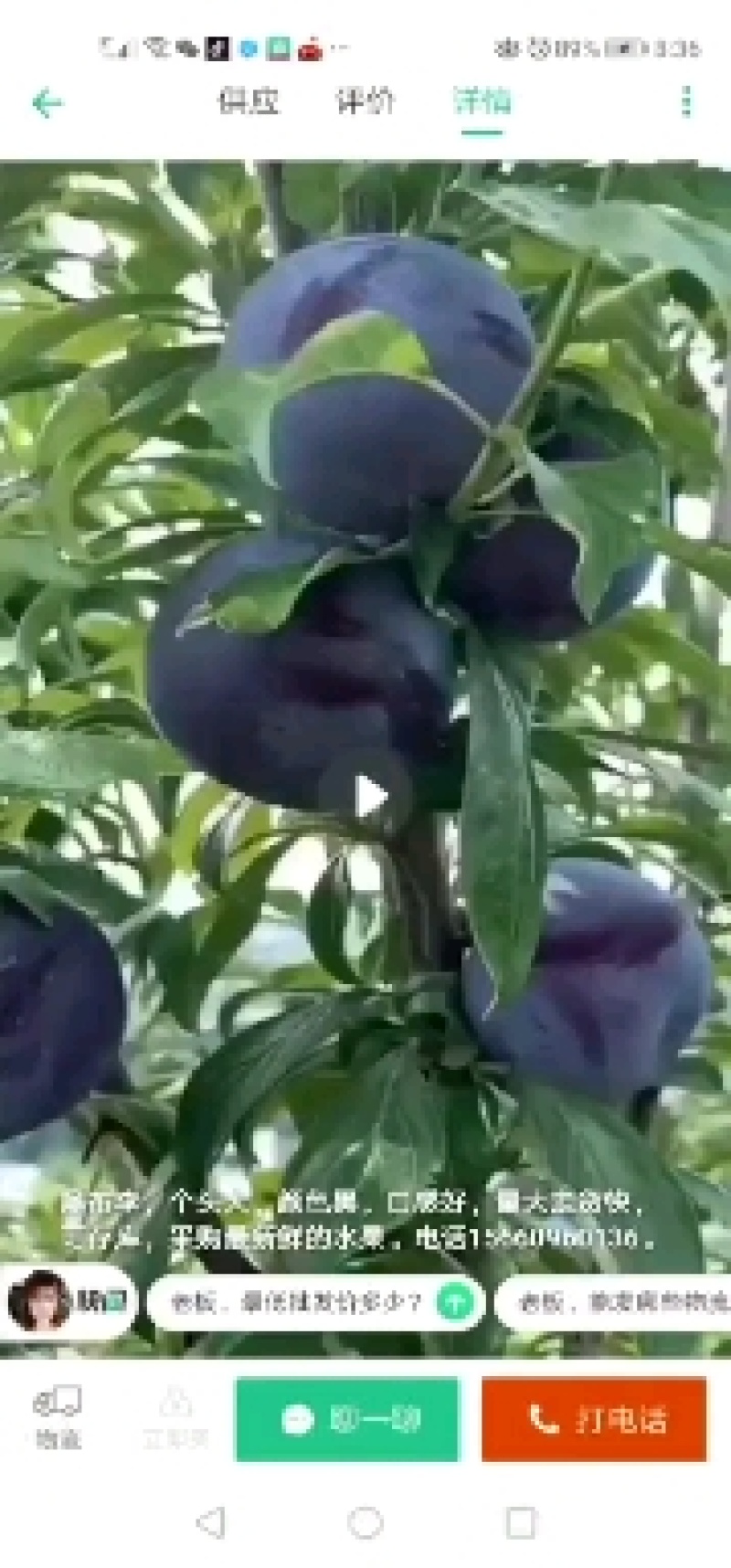 新鲜李子黑布林大量供应应季水果河南南阳