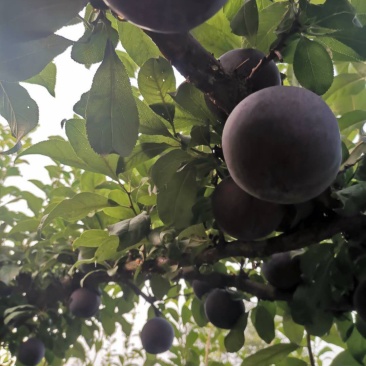 新鲜李子黑布林大量供应应季水果河南南阳