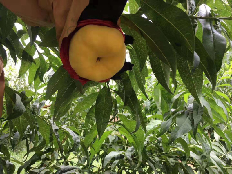 陕西纸袋毛蟠桃102上市，脆甜爽口，对接电商社区团购！