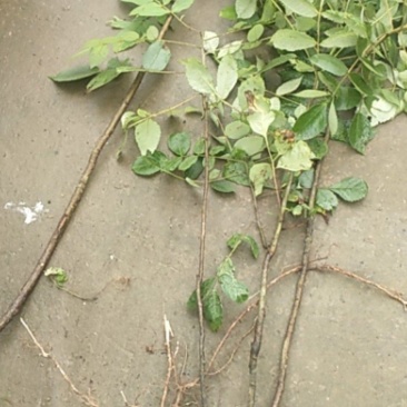 五倍子树苗什么样的规格都可以有货