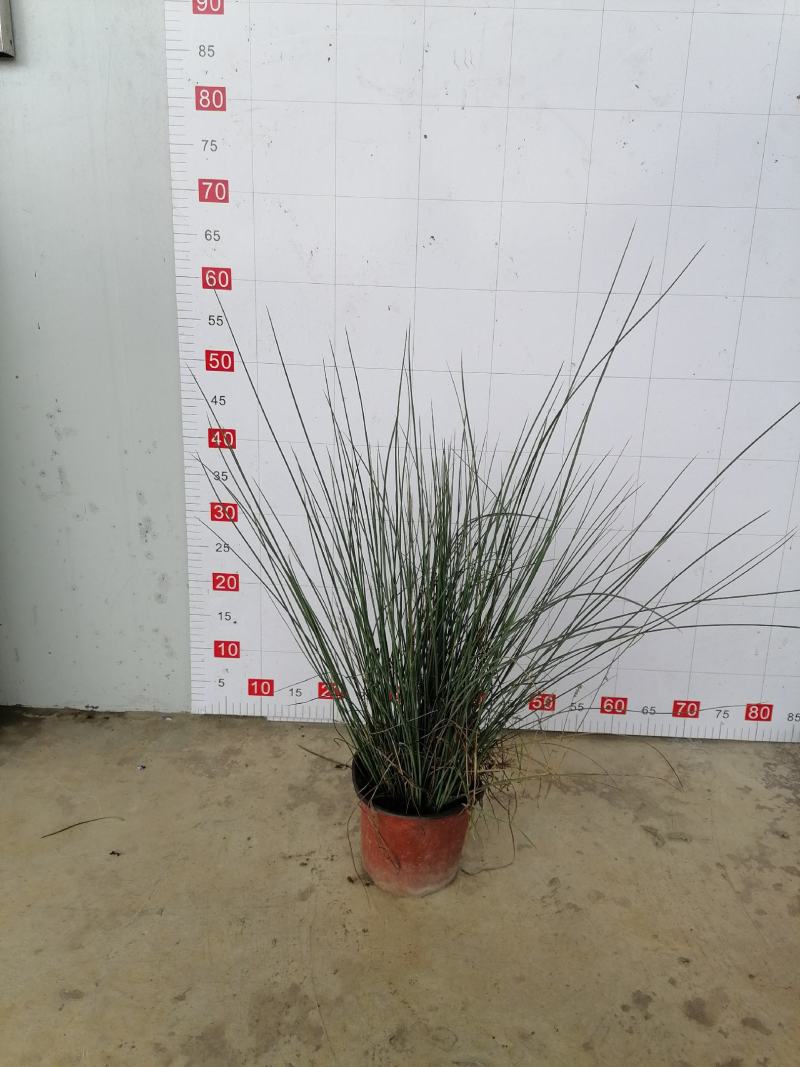 灯芯草又名灯心草，灯芯草杯苗价格，双色杯小苗图片