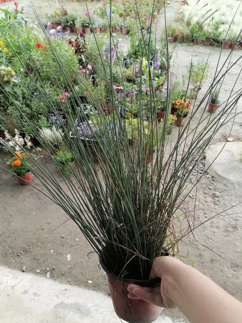 灯芯草又名灯心草，灯芯草杯苗价格，双色杯小苗图片