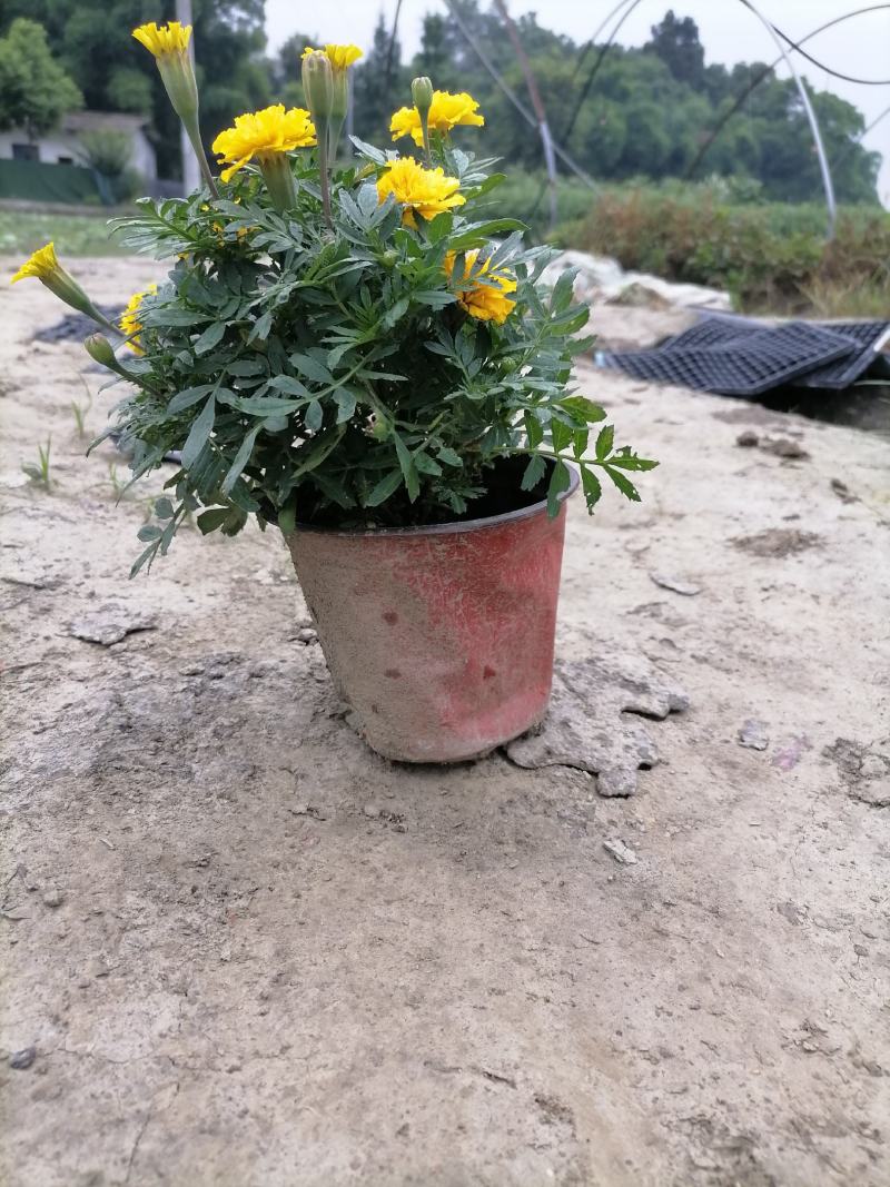 苗圃供应孔雀草基地直销视频看货保质保量
