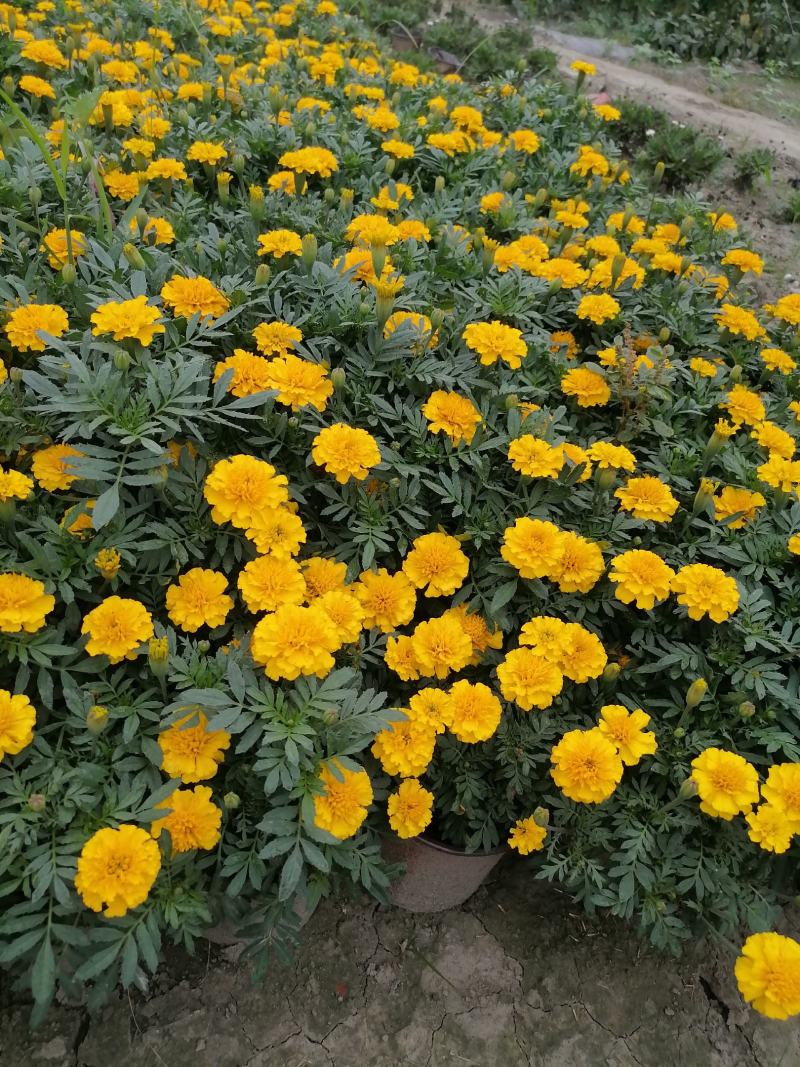 苗圃供应孔雀草基地直销视频看货保质保量