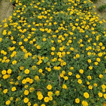 苗圃供应孔雀草基地直销视频看货保质保量