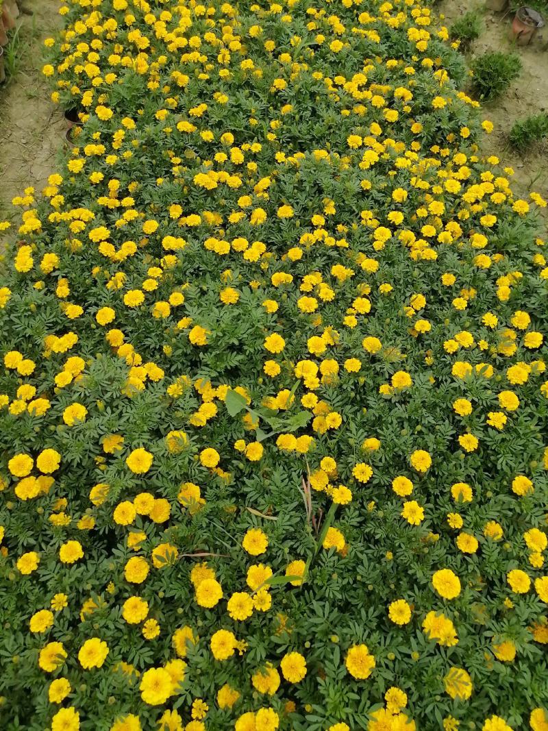 苗圃供应孔雀草基地直销视频看货保质保量