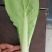 山东曹县蔬菜精品快菜