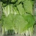 山东曹县蔬菜精品快菜