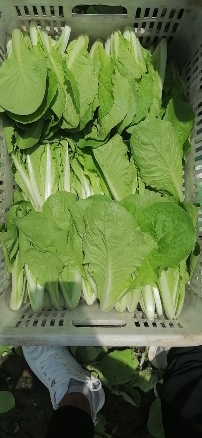 山东曹县蔬菜精品快菜