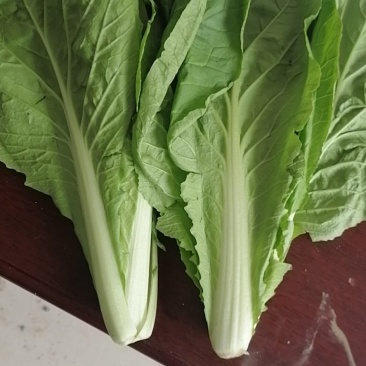 山东曹县蔬菜精品快菜