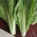 山东曹县蔬菜精品快菜