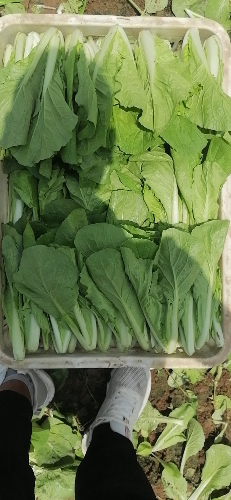 山东曹县蔬菜精品快菜