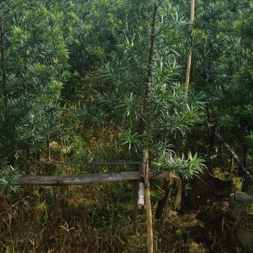 罗汉松苗供应各种规格的欢迎有需要的朋友选购