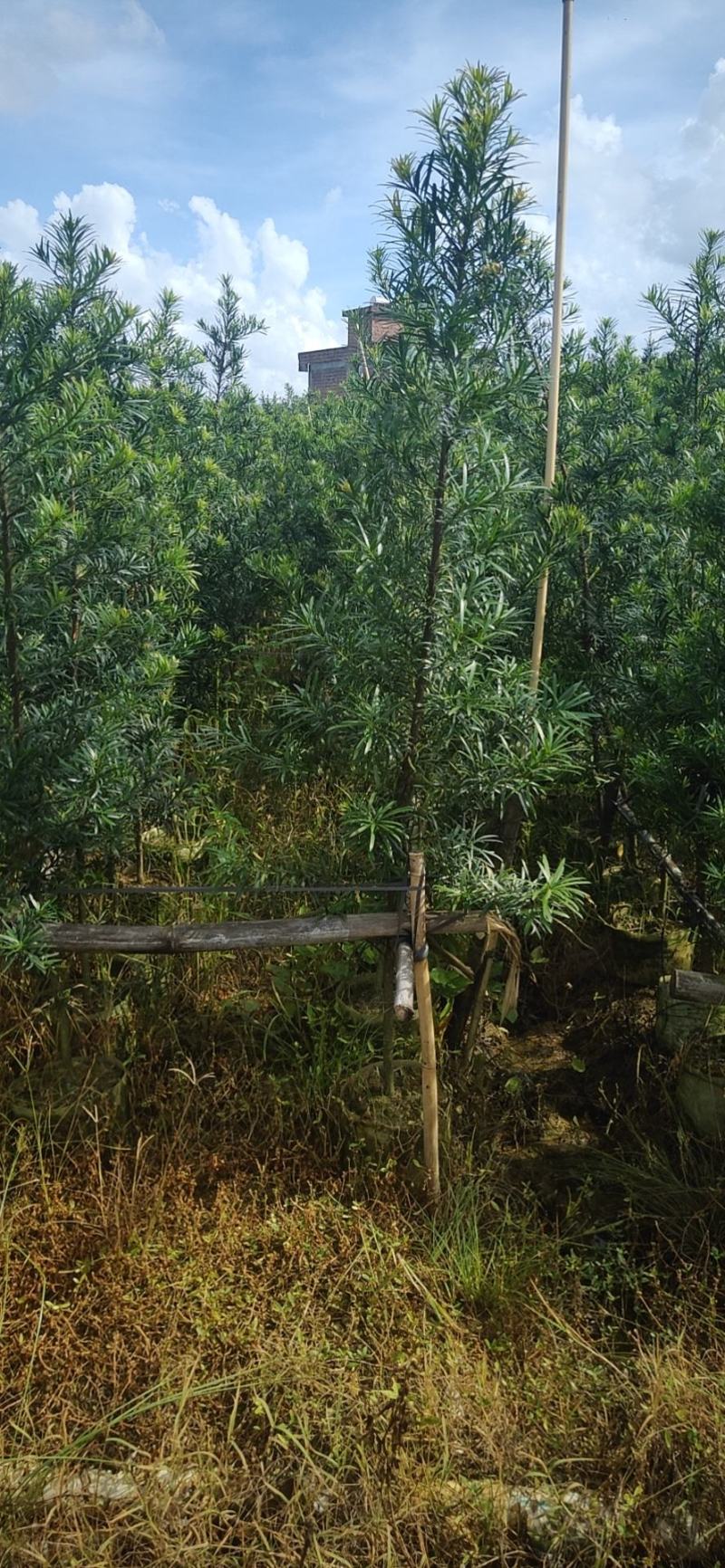 罗汉松苗供应各种规格的欢迎有需要的朋友选购