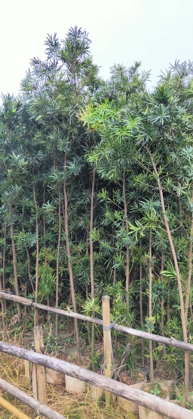 罗汉松苗供应各种规格的欢迎有需要的朋友选购