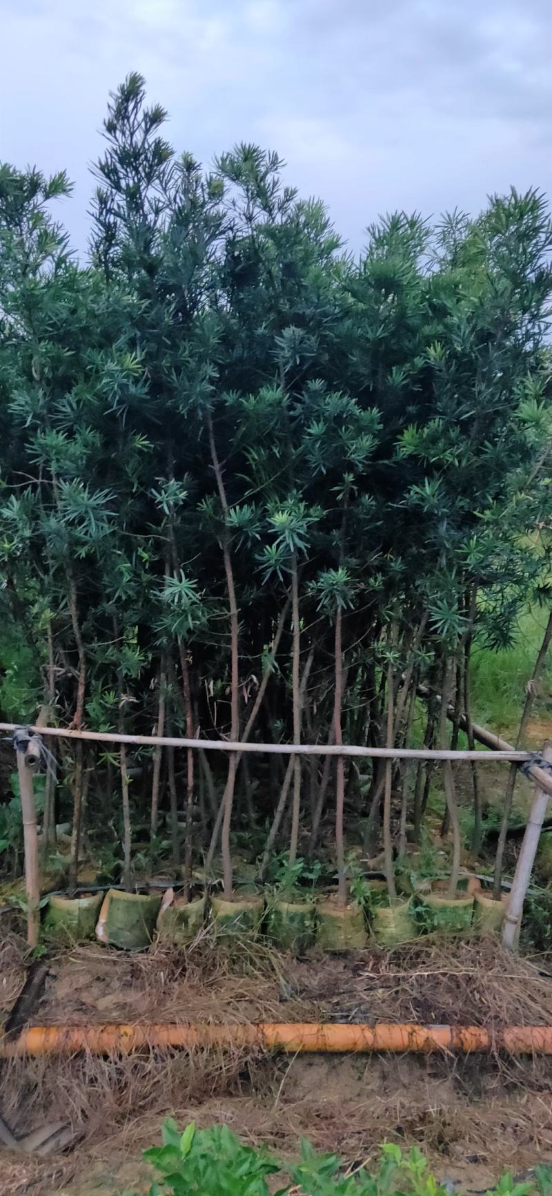 罗汉松苗供应各种规格的欢迎有需要的朋友选购