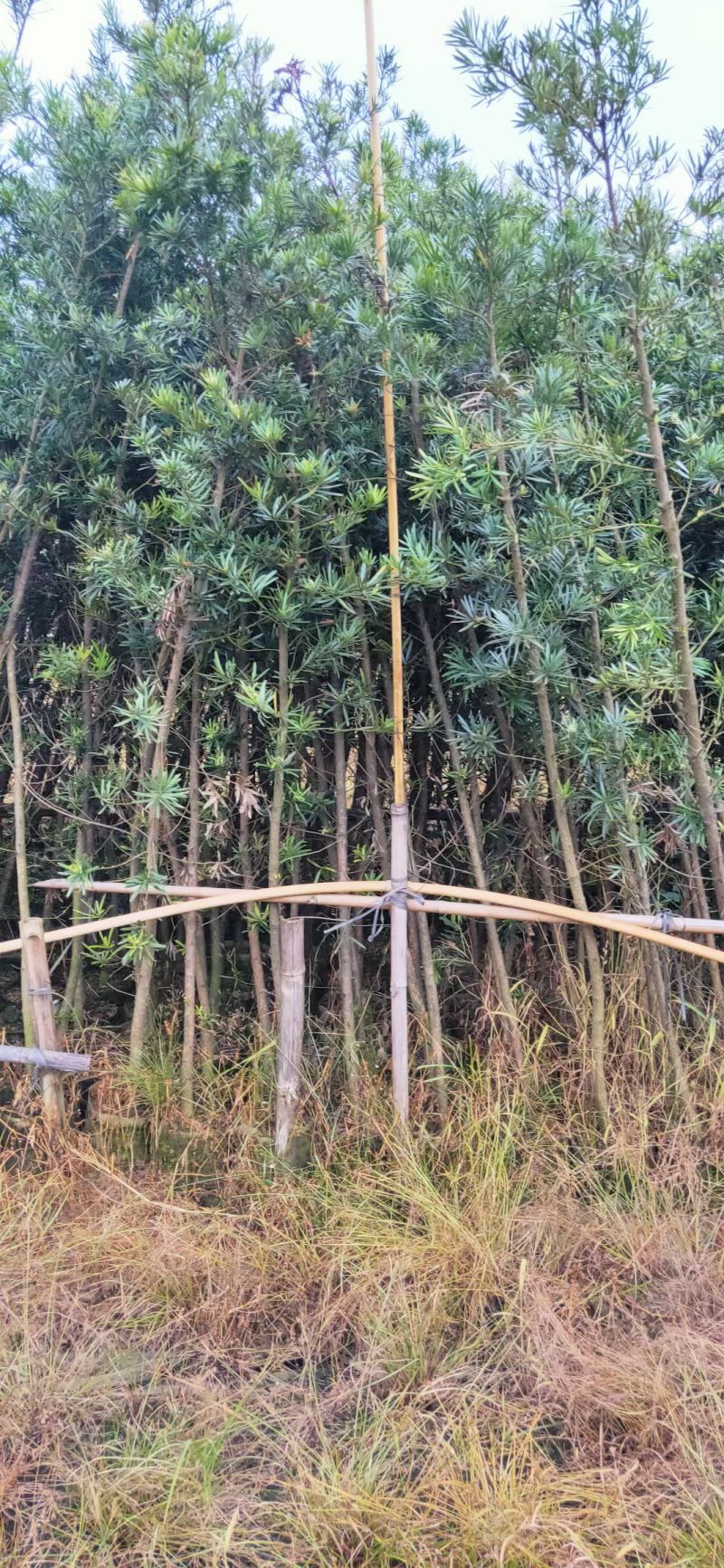 罗汉松苗供应各种规格的欢迎有需要的朋友选购