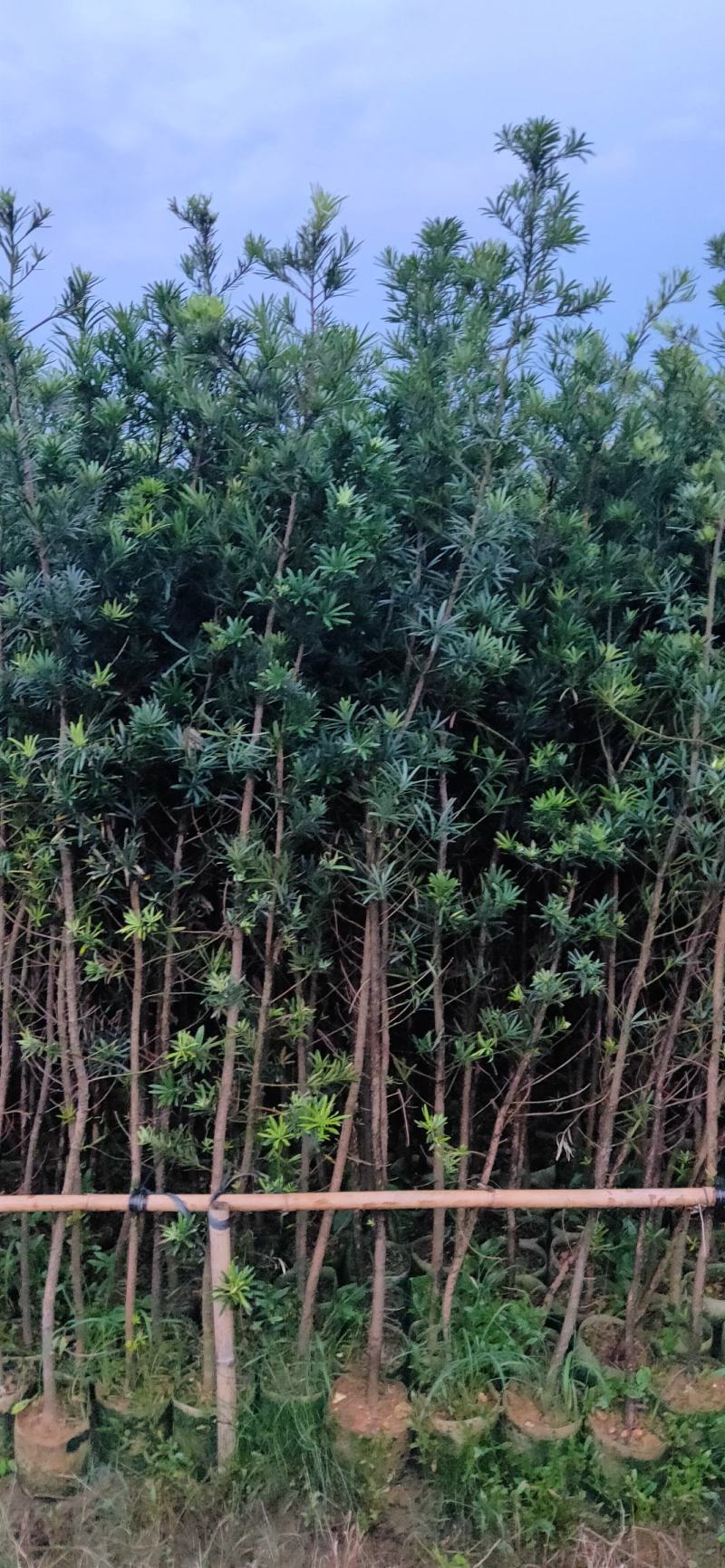 罗汉松苗供应各种规格的欢迎有需要的朋友选购