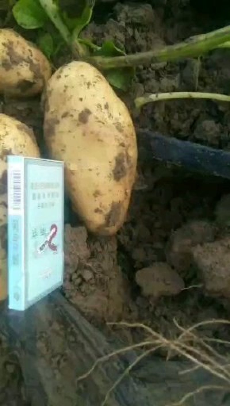 土豆新乐市土豆大量上市需要的联系我随到随装车