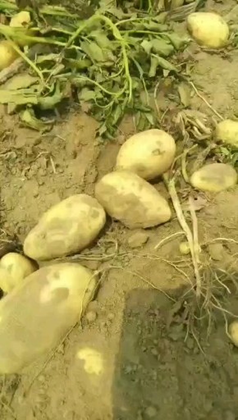 土豆新乐市土豆大量上市需要的联系我随到随装车