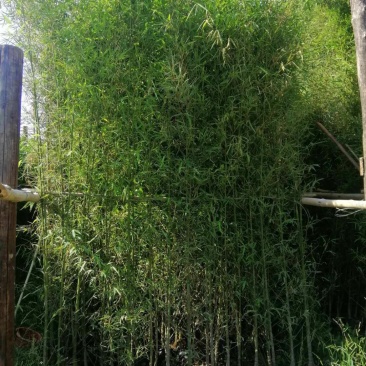 罗汉竹佛肚竹价格实惠质量保证成活很好