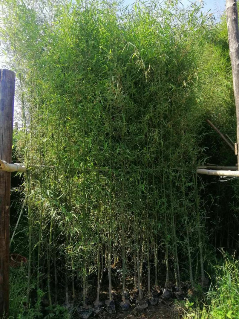 罗汉竹佛肚竹价格实惠质量保证成活很好