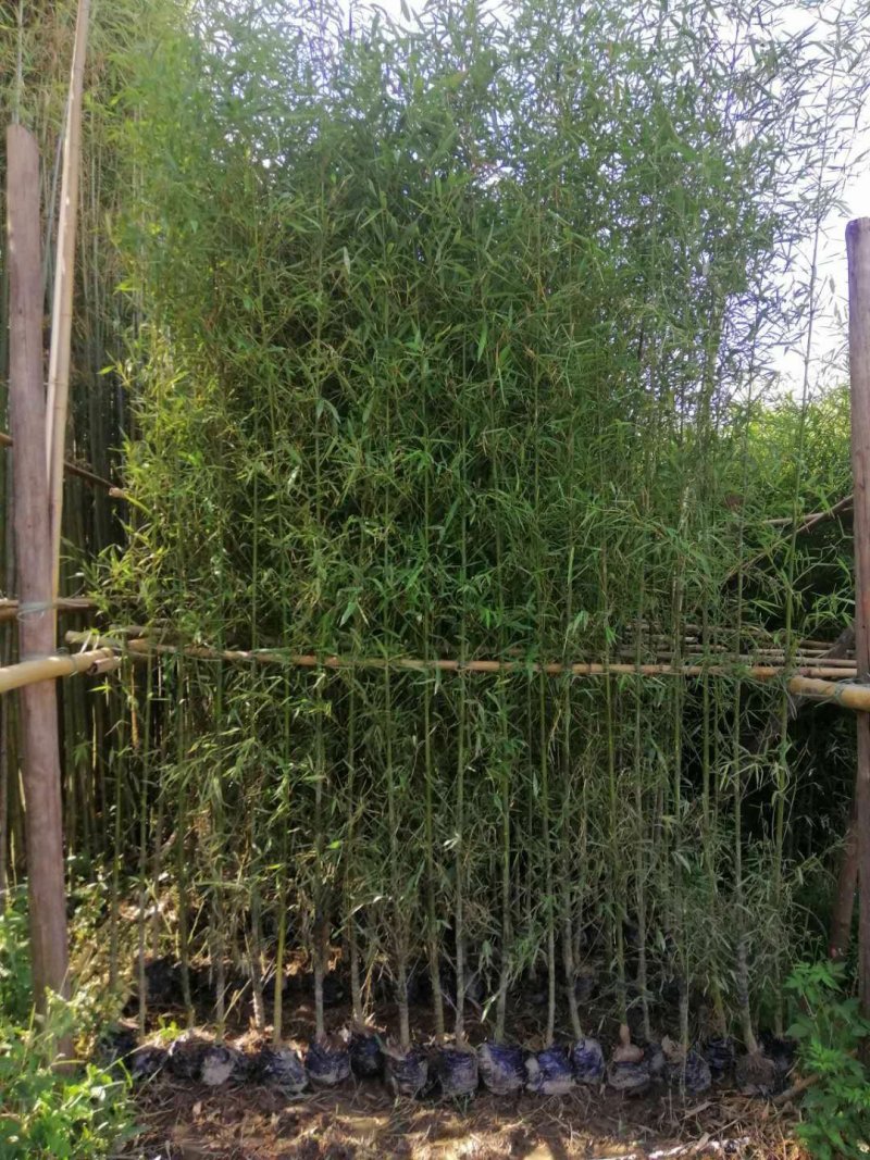罗汉竹佛肚竹价格实惠质量保证成活很好